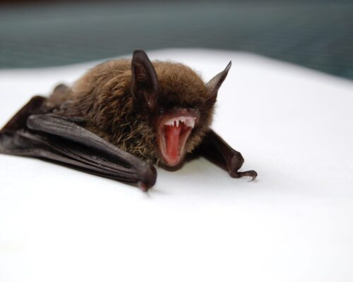 注目 W っ 広島のコウモリ駆除 予防 なら国家資格保有のトレンドワン ペストコントロール株式会社